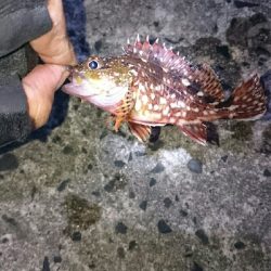 今日もカサゴの入れ食い