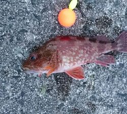 カサゴ３０センチ！