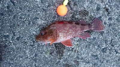 カサゴ３０センチ！