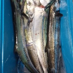 サゴシのジャンプ