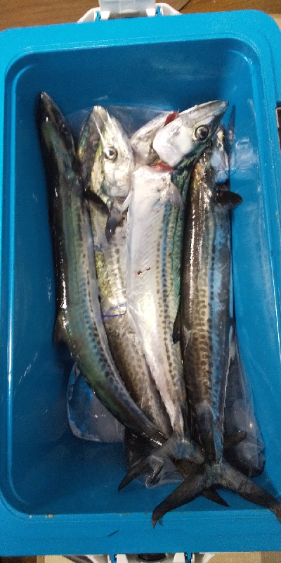 サゴシのジャンプ