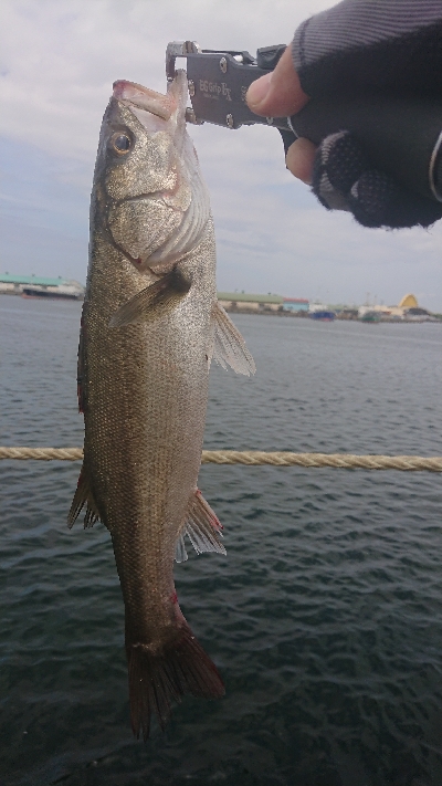 やっと停泊船ゲームだよ