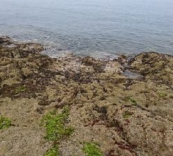 エギング釣行のハズが…