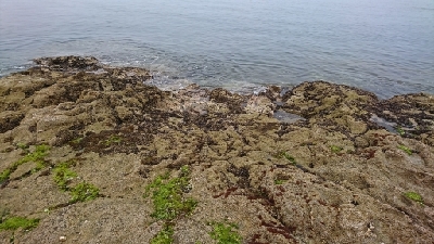 エギング釣行のハズが…