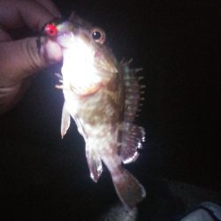 貝塚人工島水路 ガシラのみ アジ釣れず