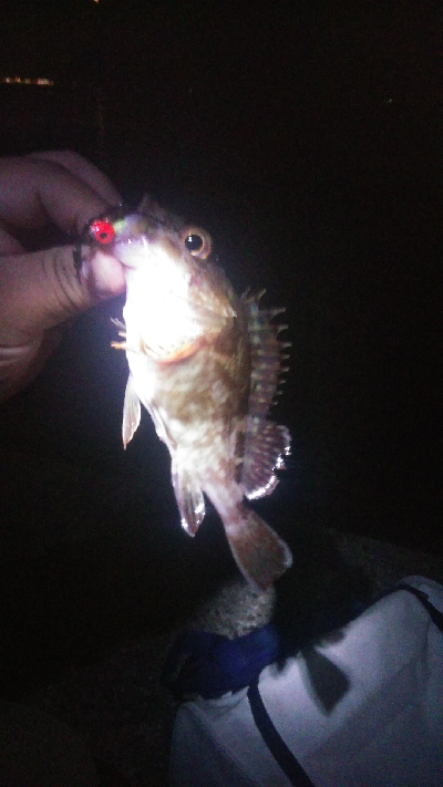 貝塚人工島水路　ガシラのみ　アジ釣れず