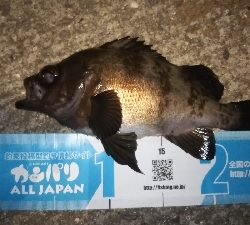 今年は…いいね