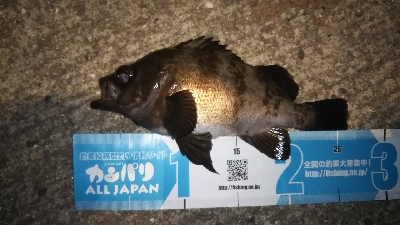 今年は…いいね