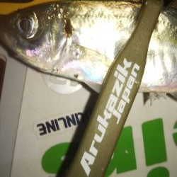 メバリングアジング