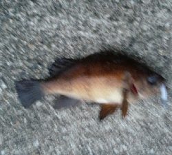 少し降った雨に期待して