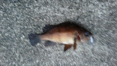 少し降った雨に期待して