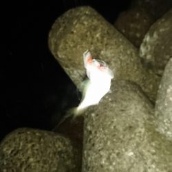 釣り部  釣行記  ３０