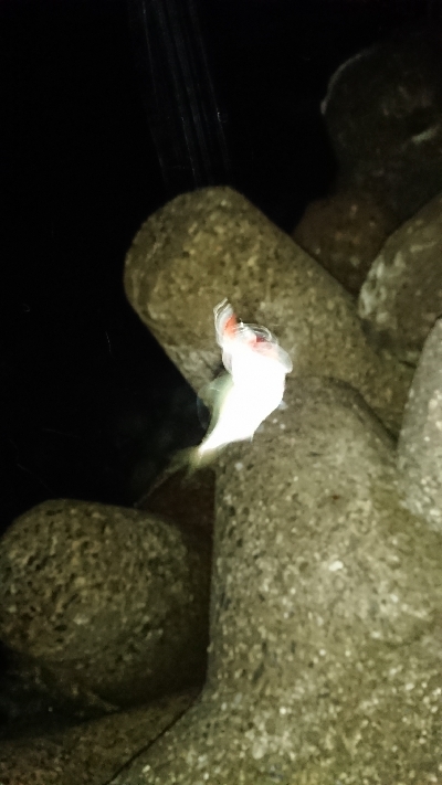 釣り部  釣行記  ３０