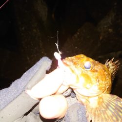 雨のメバリング