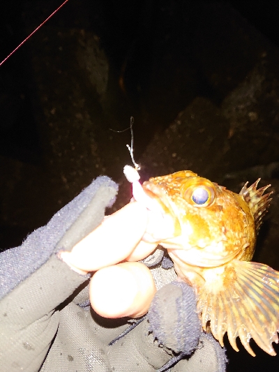 雨のメバリング