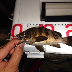 ガシラが元気でした。