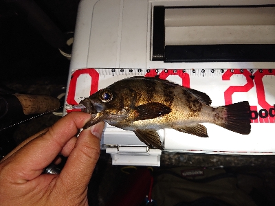 ガシラが元気でした。