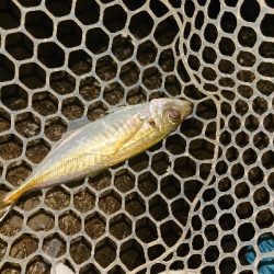 シビアなアジング