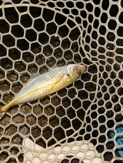 シビアなアジング