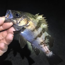 明石ライトゲーム