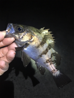 明石ライトゲーム