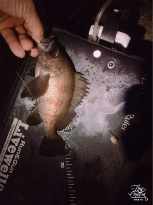 年号またぎアジング笑