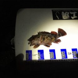 サゴシはなんとか