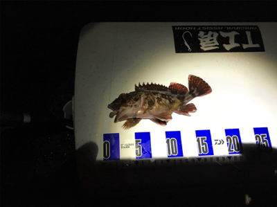 サゴシはなんとか