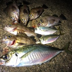 平成最後にデカアジ!