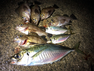 平成最後にデカアジ！