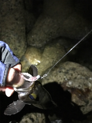 令和初日からメバリング