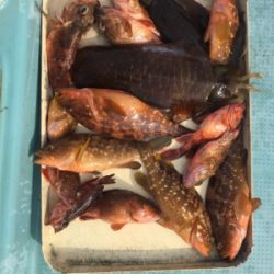 ヒヤヒヤの釣りでした