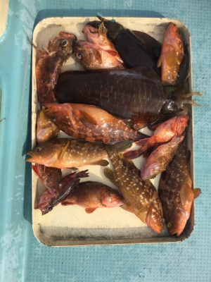 ヒヤヒヤの釣りでした