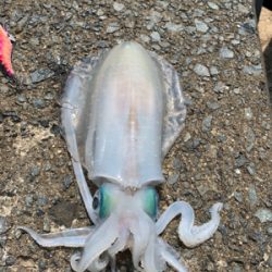 GWアオリイカ釣果！