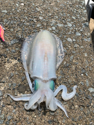 GWアオリイカ釣果！