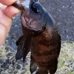 アジンガー1805~1850