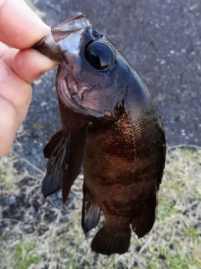 アジンガー1805~1850