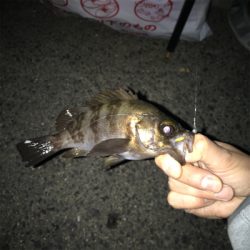 久々のメバリング