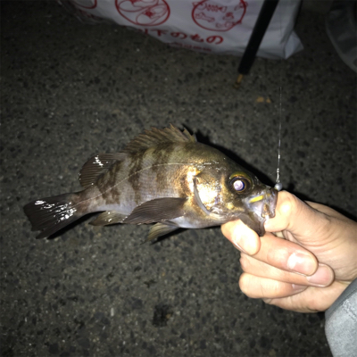 久々のメバリング