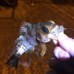 アジング&メバリング