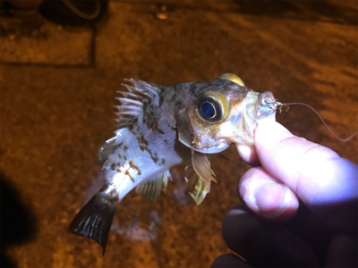 アジング&メバリング