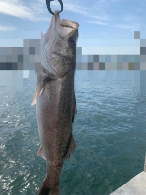 白昼ビッグシーバスキタ――(゚∀゚)――!!