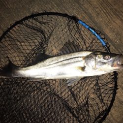 チーバスに感謝