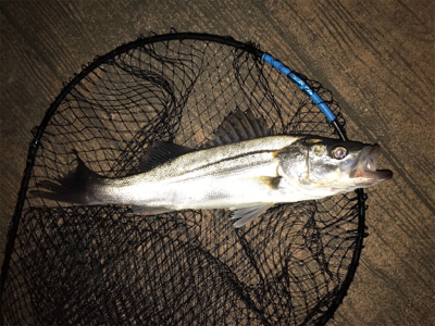 チーバスに感謝