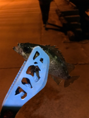 伯方島ライトゲーム