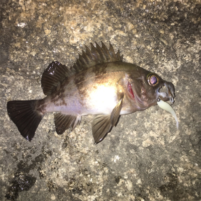 みんなでワイワイメバルゲーム☆GUNNING-STYLE