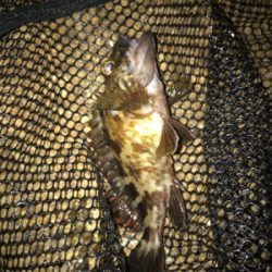 ガシリングのちアジング?