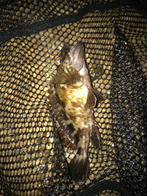 ガシリングのちアジング?