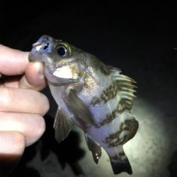 ライトゲームでシーバス連発