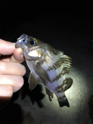 ライトゲームでシーバス連発